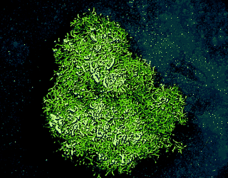 Crystalwort