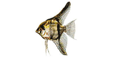 Pterophyllum scalare