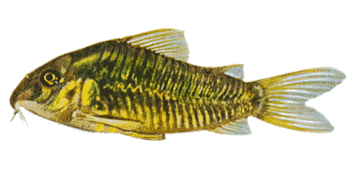 Corydoras aeneus