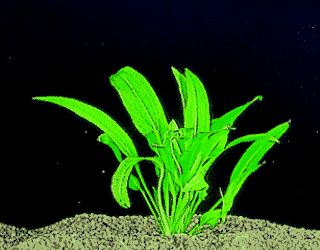 Amazon sword plant