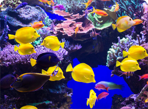 Fish World